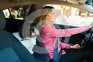 Active dog owner driving with her shih tzu pet