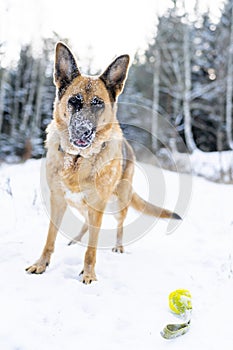 Active Dog Play with Ball in Snowy Forest at Winter