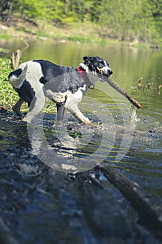 Active dog playing in a pond