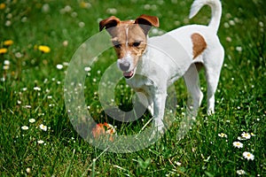 Active dog playing with toy ball on green grass. Pet walking in park