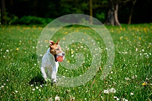 Active dog playing with toy ball on green grass. Pet walking in park