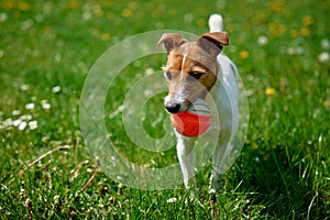 Active dog playing with toy ball on green grass. Pet walking in park