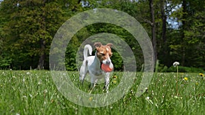 Active dog playing with toy ball on green grass. Pet walking in park