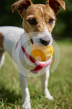 Active dog playing with toy ball at summer day