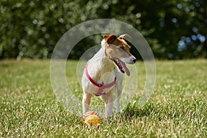 Active dog playing with toy ball at summer day