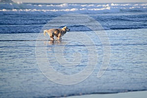 Active dog running on the beach
