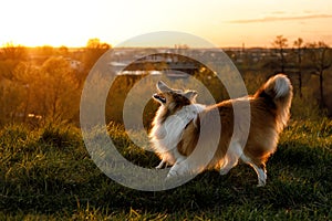 Active dog during sunset. Sheltie - shetland sheepdog