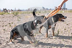 Active dogs of entlebucher sennenhund breed playing with puller