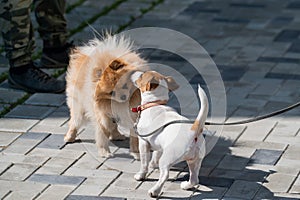 Active dogs fight outdoors. Jack Russell Terrier and German Spitz bite. Wild games of two decorative dogs in a park on