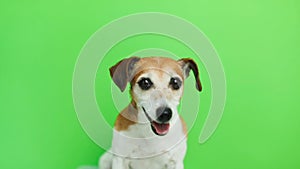 Active energetic dog portrait. comes and goes twice. licking.Video footage. Green chroma key background. Lovely white