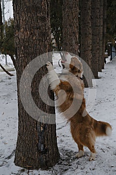 Active and energetic dog stands on hind legs and has put front paws on tree. Looks up and barks, looking for squirrel