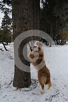 Active and energetic dog stands on hind legs and has put front paws on tree. Smiles with tongue sticking out. Australian