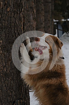 Active and energetic dog stands on hind legs and has put front paws on tree. Smiles with tongue sticking out. Australian