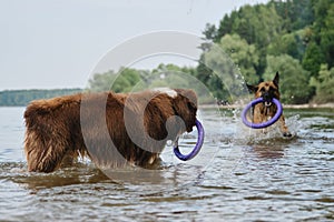 Active and energetic pets in nature. Two dogs play and swim in water and gnaw round toys with teeth. Australian Shepherd