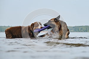 Active and energetic pets in nature. Two dogs play tug of war toys standing in water. Australian and German Shepherd