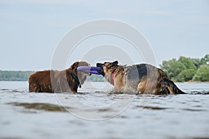 Active and energetic pets in nature. Two dogs play tug of war toys standing in water. Australian and German Shepherd