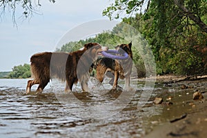 Active and energetic pets in nature. Two dogs play tug of war toys standing in water. Australian and German Shepherd