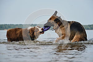 Active and energetic pets in nature. Two dogs play tug of war toys standing in water. Australian and German Shepherd