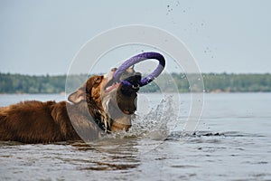 Active and energetic pets in nature. Two dogs play tug of war toys standing in water. Australian and German Shepherd