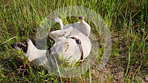 Active Enjoying happy life small cute dog Jack Russell terrier tumbling in grass.