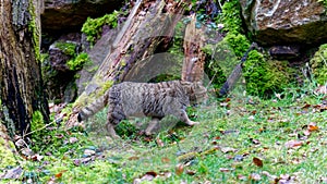 Active European wildcat in forest by daytime