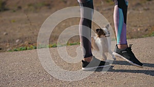 active female trainer owner walking on asphalt making steps with small chihuahua pet dog running under slim legs