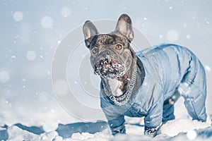 Active French Bulldog dog running and playing in the snow on the nature