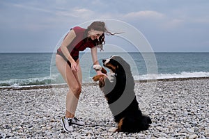 Active friendly family dog breed Bernese Mountain Dog is on vacation on beach. Young pretty Caucasian red haired girl is standing