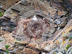 An active fulmar nest including plastic and metal waste - taken near Collaster on the island of Unst in Shetland, UK