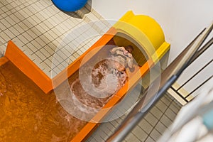 Active fun-loving male senior at the end of orange water slide at aqua park complex. Full-length top view. Indoor shot