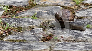 Active garden snail crawling (Shot A)