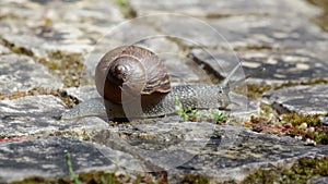 Active garden snail crawling (Shot B)