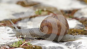 Active garden snail crawling (Shot C)