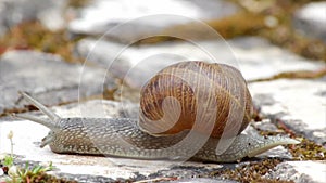 Active garden snail crawling (Shot D)