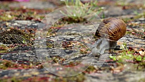 Active garden snail crawling (Species: Helix aspersa or Cornu aspersum).