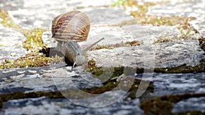 Active garden snail crawling (Species: Helix aspersa or Cornu aspersum).