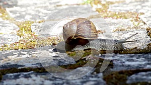 Active garden snail crawling (Species: Helix aspersa or Cornu aspersum).