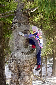 Active girl for a walk in the forest zone climbed a very old coniferous tree.