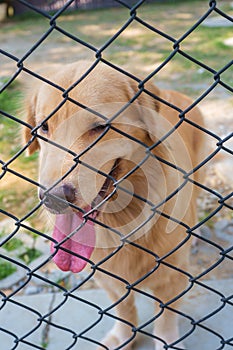 Active Golden Retriever in Cage