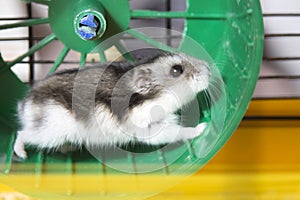 Active hamster running on a wheel