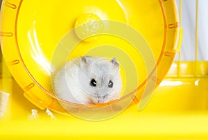 Active hamster running on a wheel