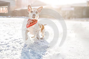 Active happy playing dog. Jumping on snow. Sunny winter day. dog handler training. Red scarf bandana.