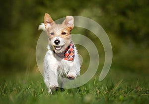 Active happy puppy running, hyperactive dog training photo