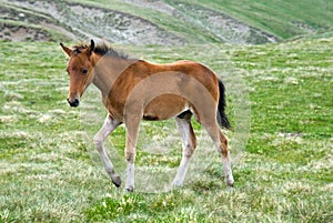 Active horse colt