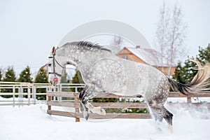 Active horse running and jumping over white snow