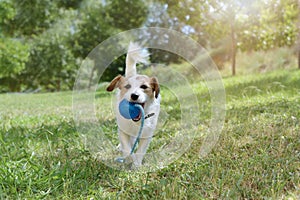 ACTIVE JACK RUSSELL DOG PLAYING WITH A BLUE BALL TOY AT THE PARK WITH OUT LEASH