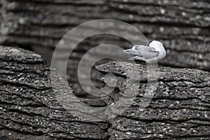 Active juvenile tern preening its feathers of the white-fronted tern colony at Pancake rocks, New Zealand