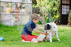 Active kid boy playing with family dog in garden. Laughing school child having fun with training dog, running and