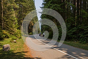 Active life - cycling. Cyclists on the road in a coniferous forest. Mountain road between deep forest. bike ride with friends