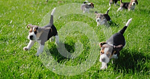 Active little beagle puppies running on green grass. Slow motion video